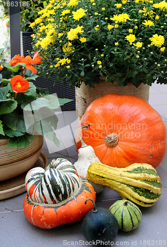 Image of Autumn vegetables 