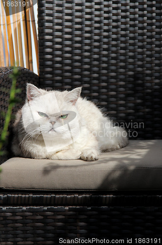 Image of White beautiful cat sitting on sunny terrace