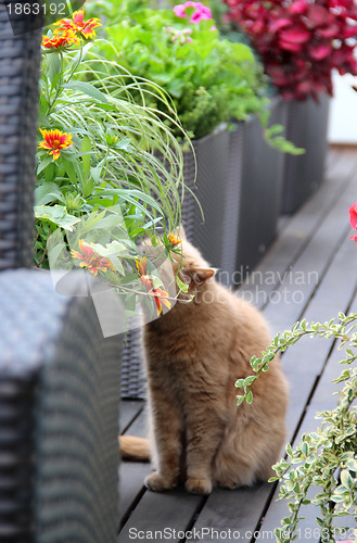 Image of Modern terrace with cat and flowers