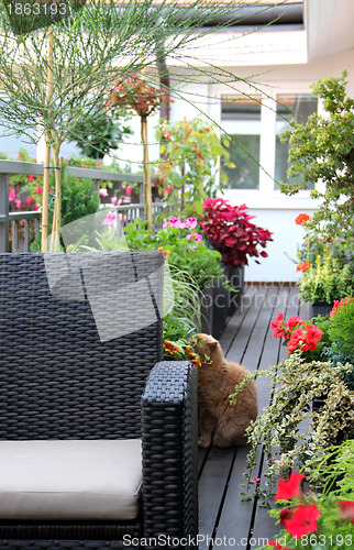 Image of Modern terrace with cat and flowers