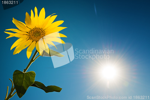 Image of Sunflower and sky