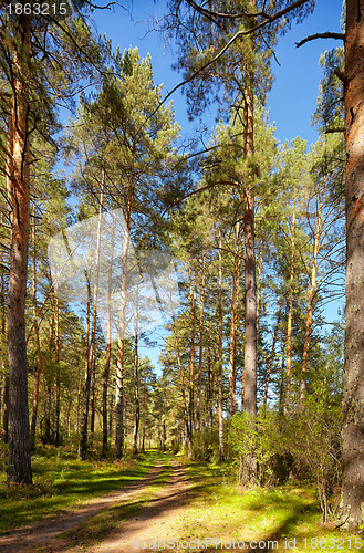 Image of Altai pine forest