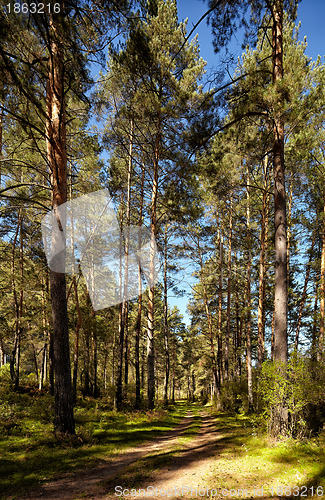 Image of Altai pine forest