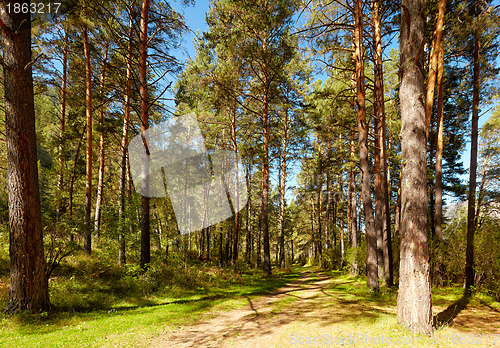 Image of Altai pine forest