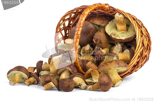 Image of Wicker basket with yellow boletus mushrooms near. 