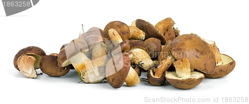 Image of Small pile of yellow boletus mushrooms near. 