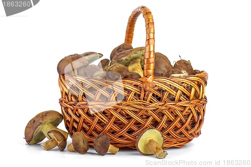 Image of Wicker basket with yellow boletus mushrooms near. 