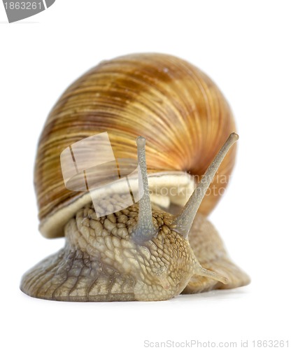 Image of Snail portrait