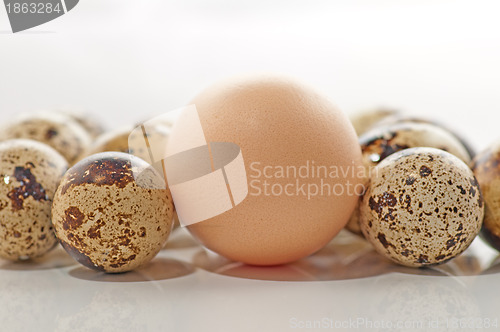 Image of Quail eggs and chiken egg