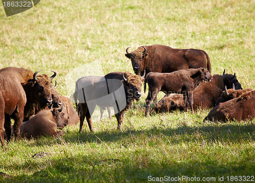 Image of European bison 