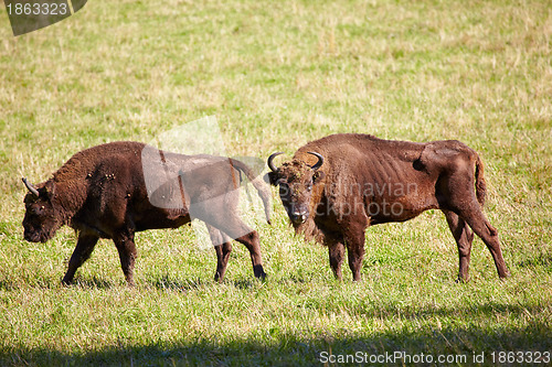 Image of European bison 