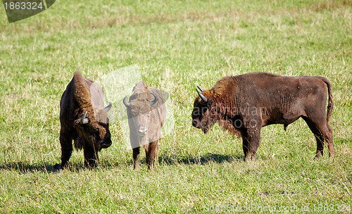 Image of European bison 