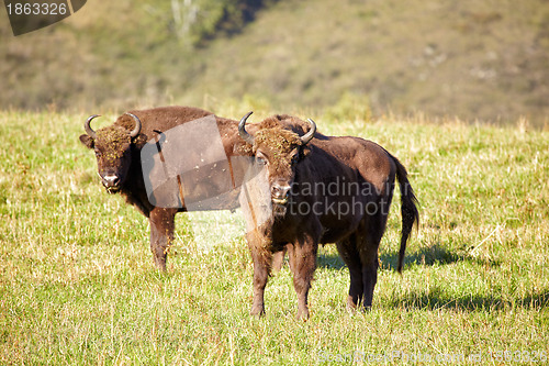 Image of European bison 