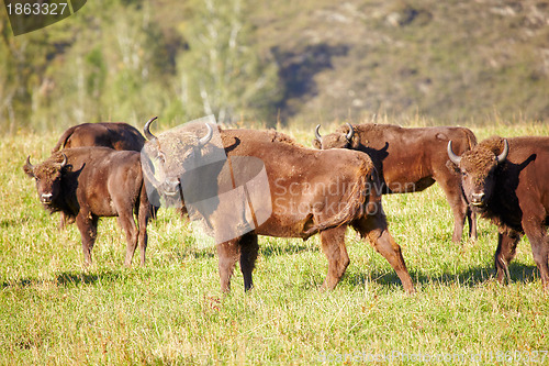 Image of European bison 