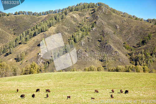 Image of European bison 