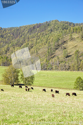 Image of European bison 