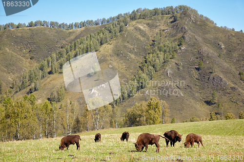 Image of European bison 