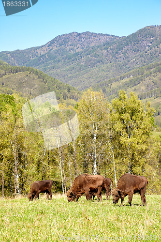 Image of European bison 