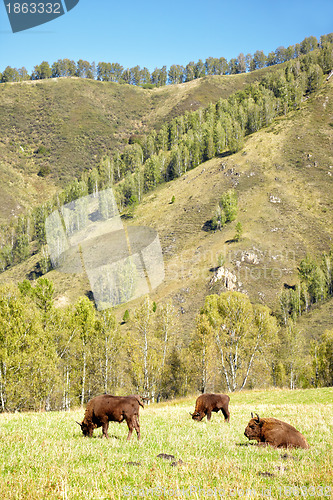 Image of European bison 