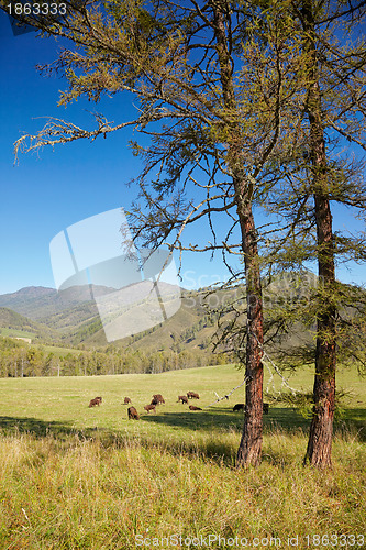 Image of European bison 