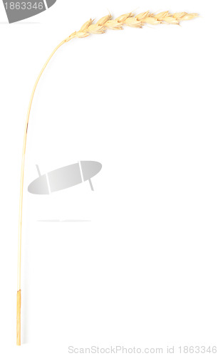 Image of wheat spike