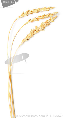 Image of wheat spikes