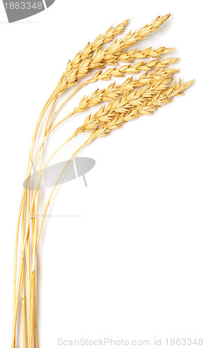 Image of wheat ears