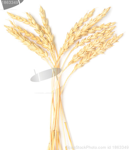 Image of wheat ears