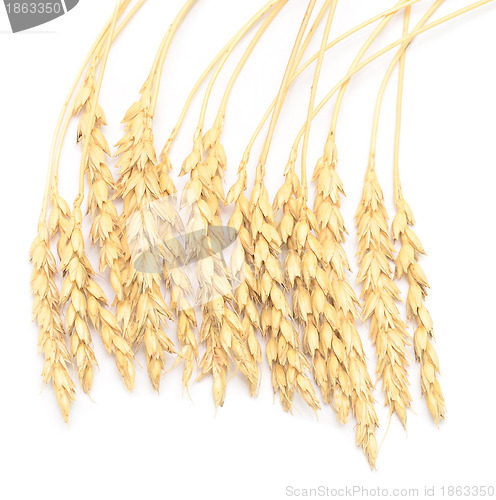 Image of wheat ears