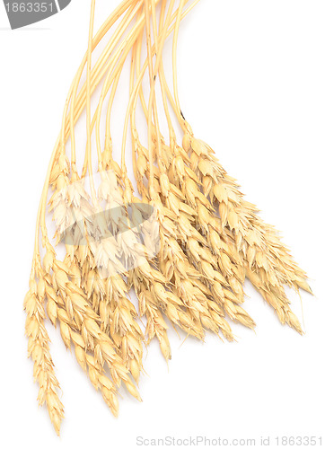 Image of wheat ears