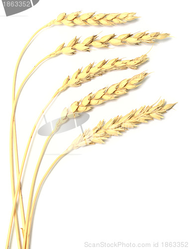 Image of wheat ears