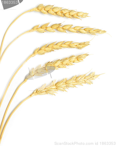 Image of wheat on white