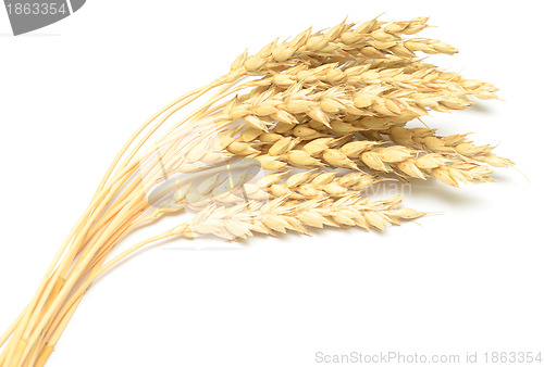 Image of wheat isolated