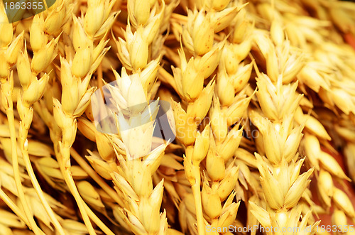 Image of wheat background