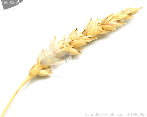 Image of wheat spike