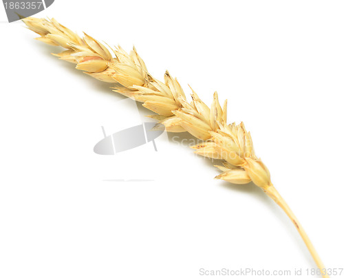 Image of wheat spike