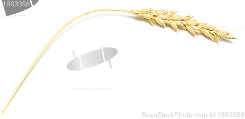 Image of wheat spike