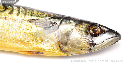 Image of mackerel