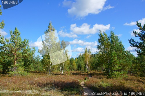Image of Green forest