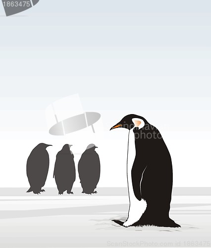 Image of Penguins