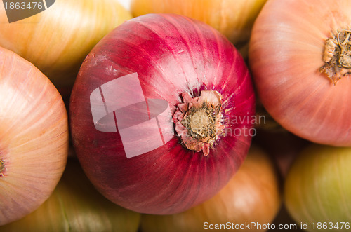 Image of Sheaf of an onions, close up