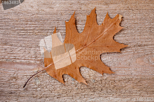 Image of yellow oak leaf