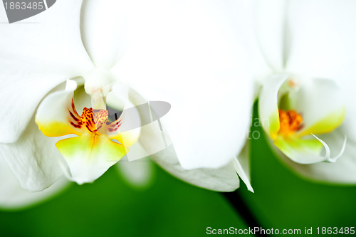 Image of  white orchid