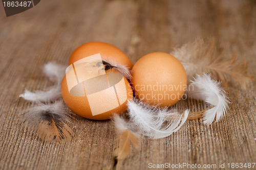 Image of eggs and feathers 