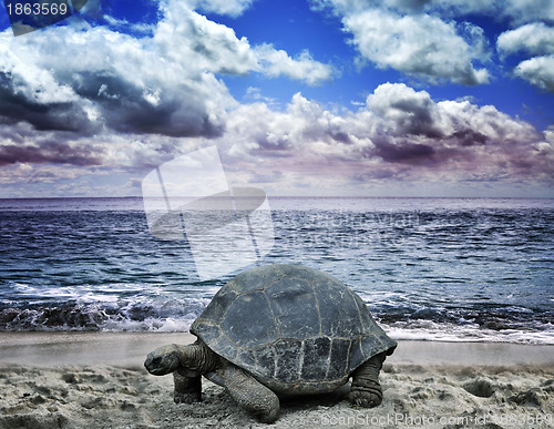 Image of Big Turtle On The  Ocean Beach 