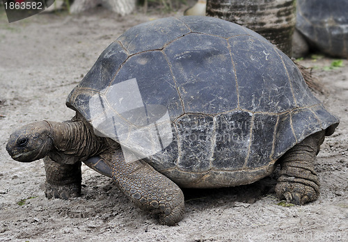 Image of Galapagos Giant Tortoise