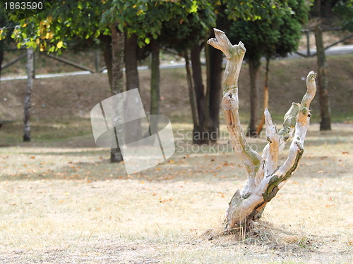 Image of trunk