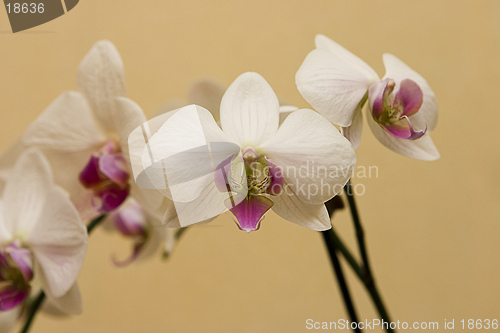 Image of Orchid