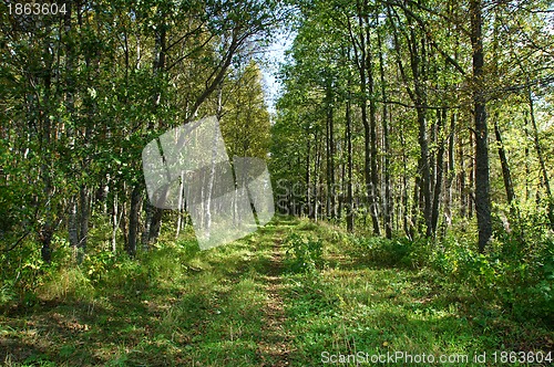 Image of Path in the forest 