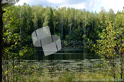 Image of Reflection of the green forest 